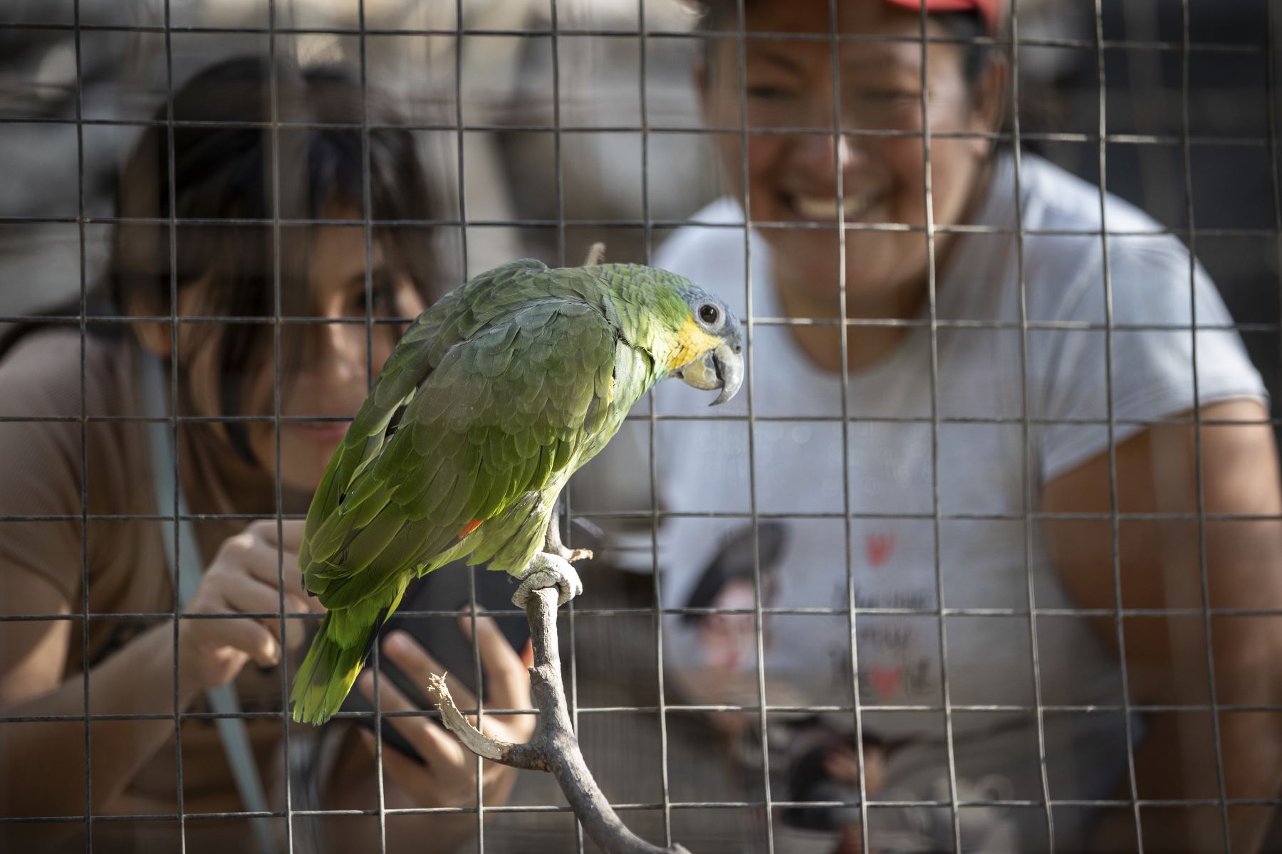 En el lugar se pueden apreciar diversas especies de aves como Loros, canarios, etc. Foto: ANDINA/Jhonel Rodríguez Robles