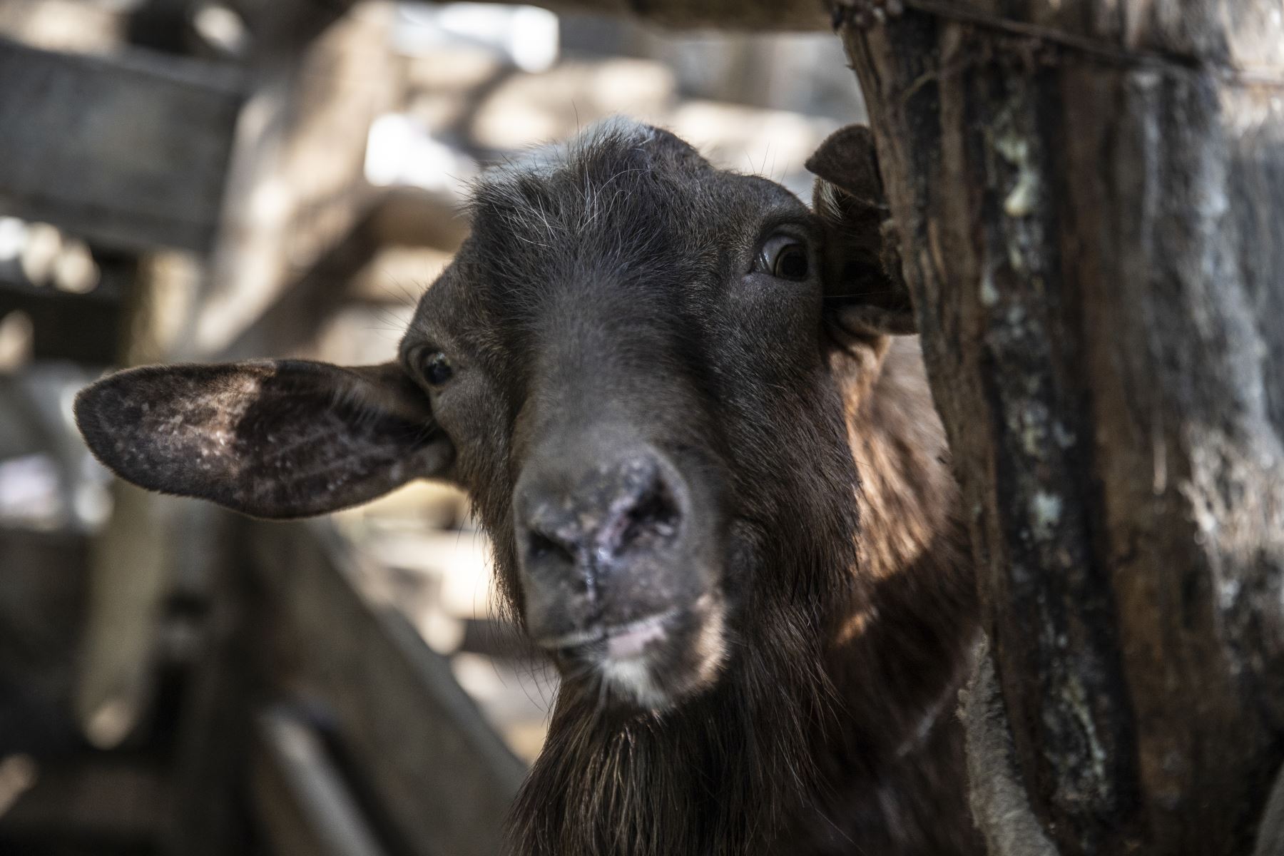 Los chivos y carneros se han convertido en los animales favoritos de los niños en la Selva Escondida. Foto: ANDINA/Jhonel Rodríguez Robles