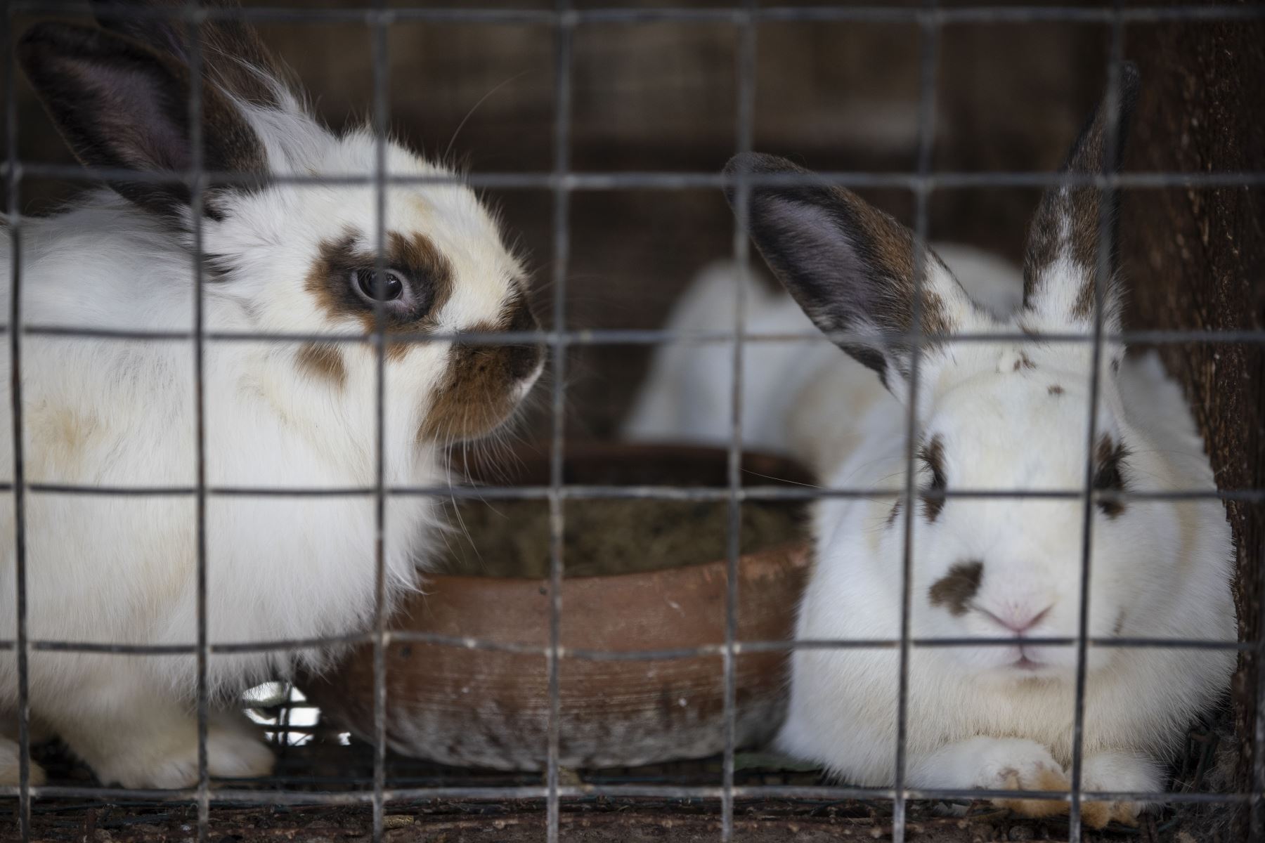 Los conejos también son parte de la mini granja que existe en el lugar. Foto: ANDINA/Jhonel Rodríguez Robles