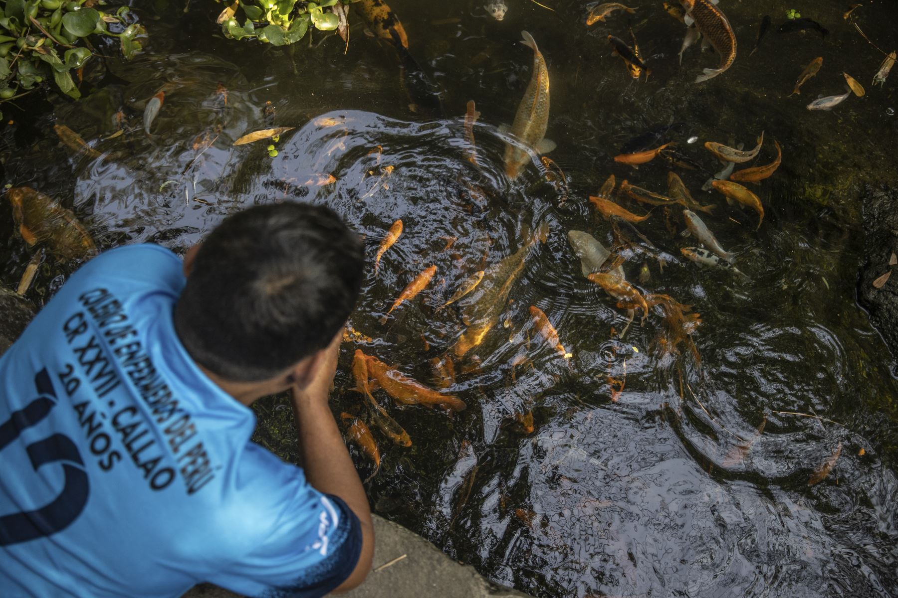 Los peces de colores abundan en la Selva Escondida, donde los propietarios han creado un acuario que permite a los visitantes apreciarlos de cerca. Foto: ANDINA/Jhonel Rodríguez Robles
