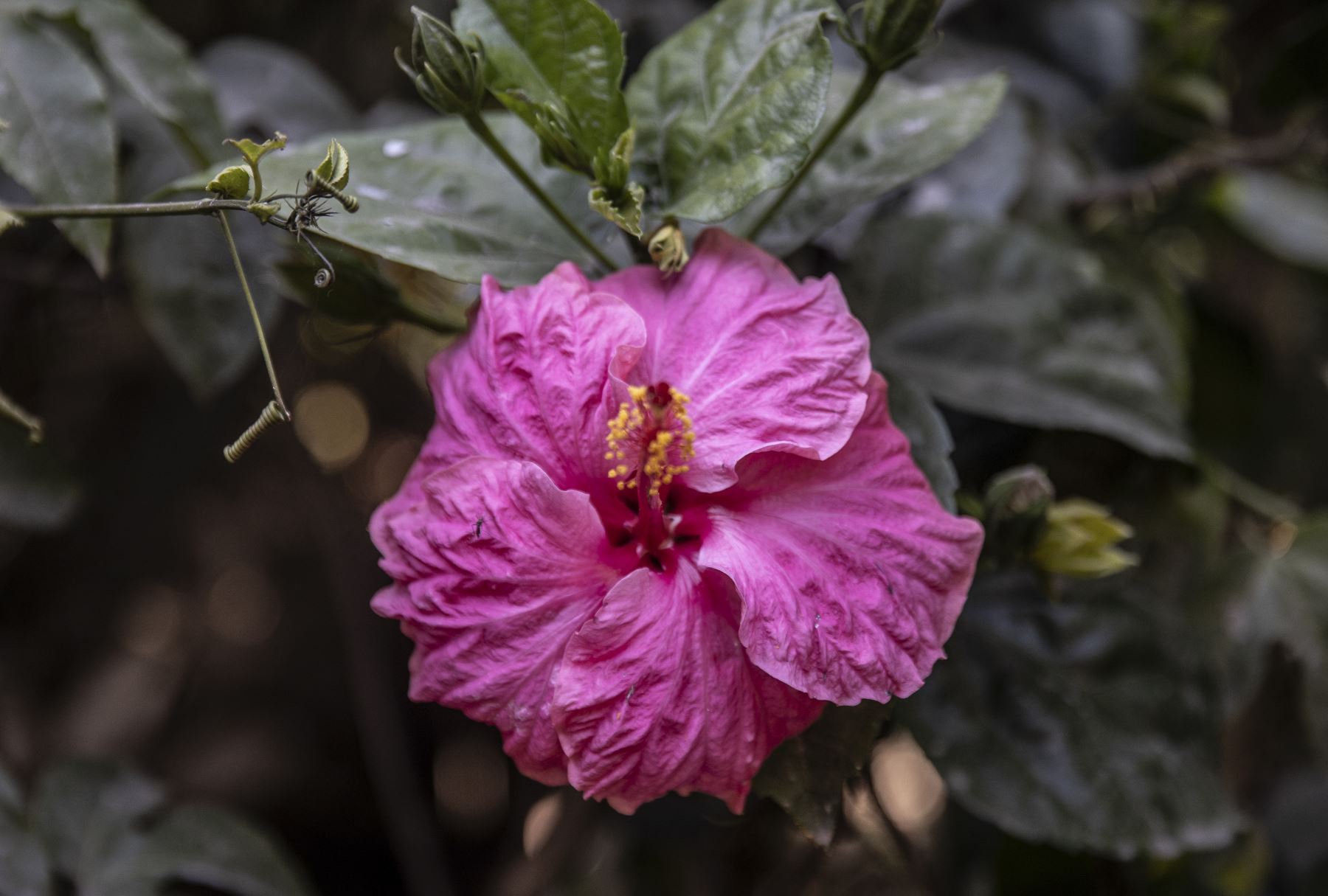 También se pueden apreciar una gran variedad de flores como la flor de hibisco. Foto: ANDINA/Jhonel Rodríguez Robles