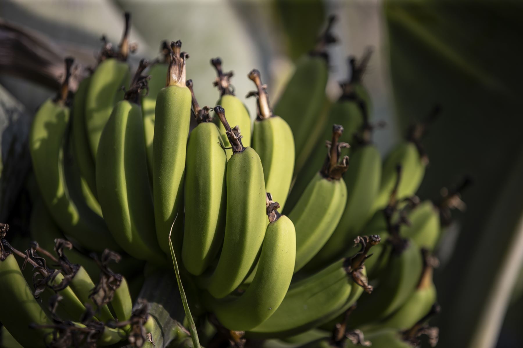 En la Selva Escondida abundan los plátanos, que son una de las primeras especies que la señora Esther cultivó. Foto: ANDINA/Jhonel Rodríguez Robles