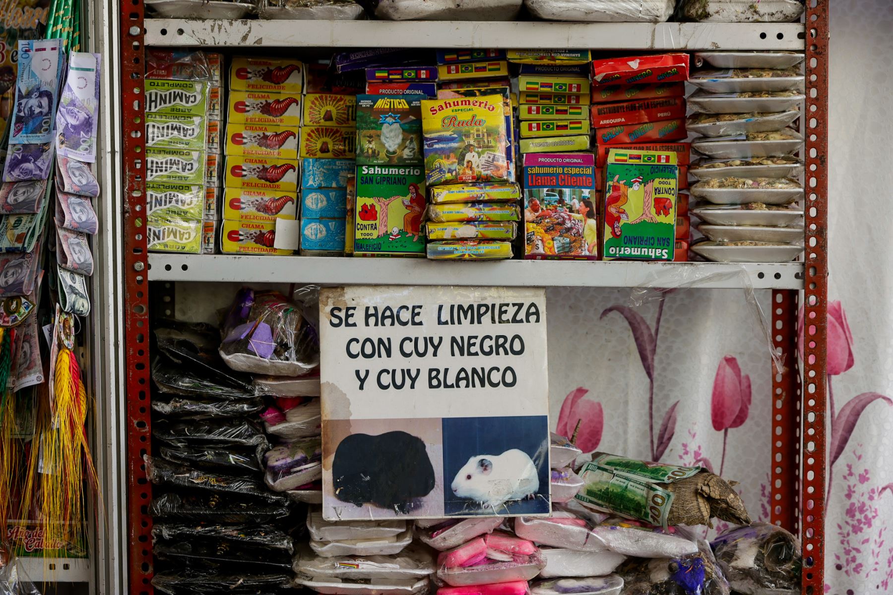 El cuy es uno de los animales más utilizados en el curanderismo andino, especialmente en rituales de limpieza y diagnóstico. Según la tradición, su uso permite identificar males físicos o espirituales, una práctica ancestral que se mantiene vigente entre curanderas procedentes del sur andino y de Bolivia. Foto: ANDINA/Luis Iparraguirre