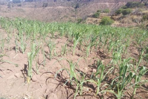 En los predios que aún se encuentran sin sembrar, se presentarán condiciones favorables para las labores de siembra tardías. Foto: Senamhi.