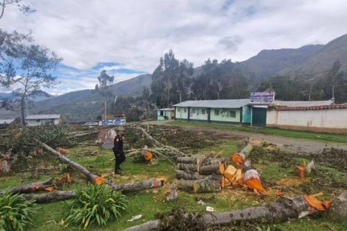En Shishmay (Huánuco), se busca los responsables de la destrucción de 43 árboles en la plaza de armas. Foto: Ministerio Público/Difusión.