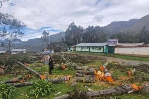 En Shishmay (Huánuco), se busca los responsables de la destrucción de 43 árboles en la plaza de armas. Foto: Ministerio Público/Difusión.