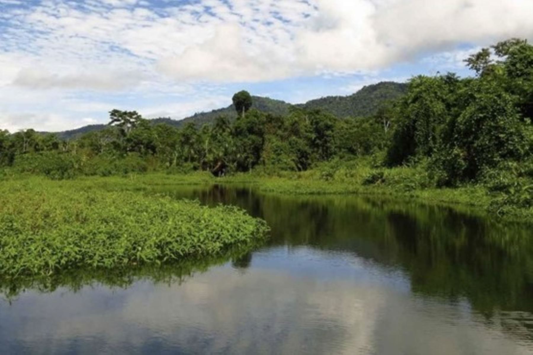 Con el inicio del programa REDD+ Indígena Jurisdiccional, se beneficiará a más de 900 comunidades indígenas y cinco reservas comunales. Foto: Minam
