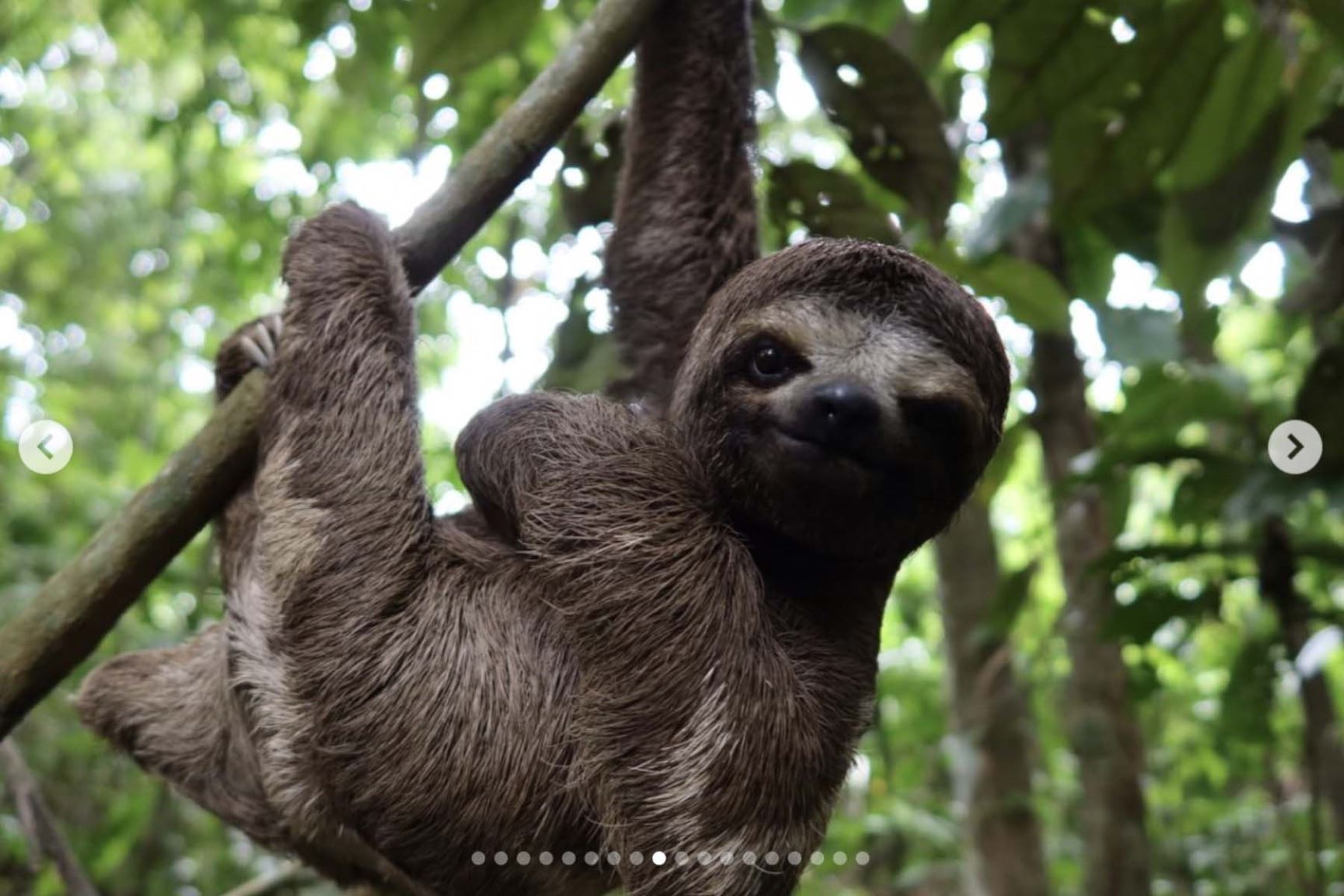 Un oso perezoso descansa entre las ramas de la Amazonía peruana, en una imagen tan tierna como simbólica del contacto con la naturaleza. “Ha sido uno de los mayores honores de mi vida ser testigo de tu naturaleza impresionante”, escribió Sam Smith, al recordar los encuentros que más lo marcaron durante su recorrido por el país. Fotos: ANDINA/Sam Smith