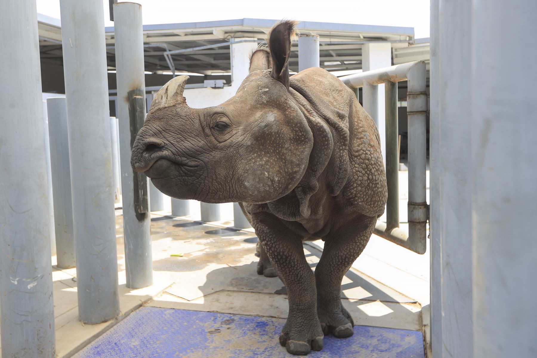 El Parque de las Leyendas anuncia su programa “Aventuras de Verano 2026”, que ofrece a los niños experiencias y fomenta la conservación de la flora, fauna y nuestro patrimonio arqueológico. Foto: ANDINA/Ricardo Cuba