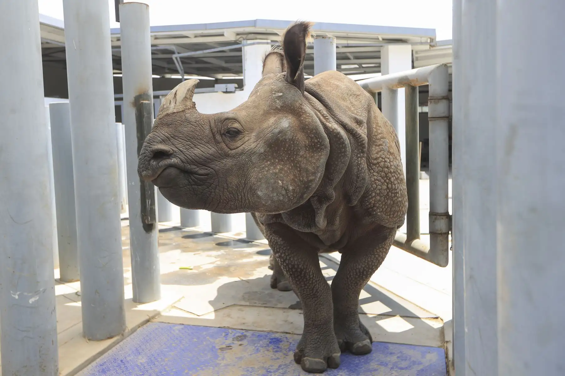 El Parque de las Leyendas anuncia su programa “Aventuras de Verano 2026”, que ofrece a los niños experiencias y fomenta la conservación de la flora, fauna y nuestro patrimonio arqueológico. Foto: ANDINA/Ricardo Cuba