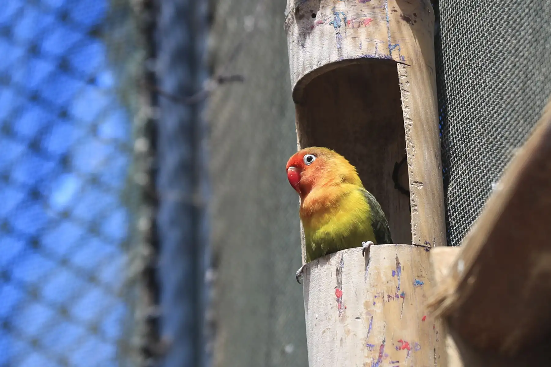 El Parque de las Leyendas anuncia su programa “Aventuras de verano 2026”, que ofrece a los niños experiencias y fomenta la conservación de la flora, fauna y nuestro patrimonio arqueológico. Foto: ANDINA/Ricardo Cuba