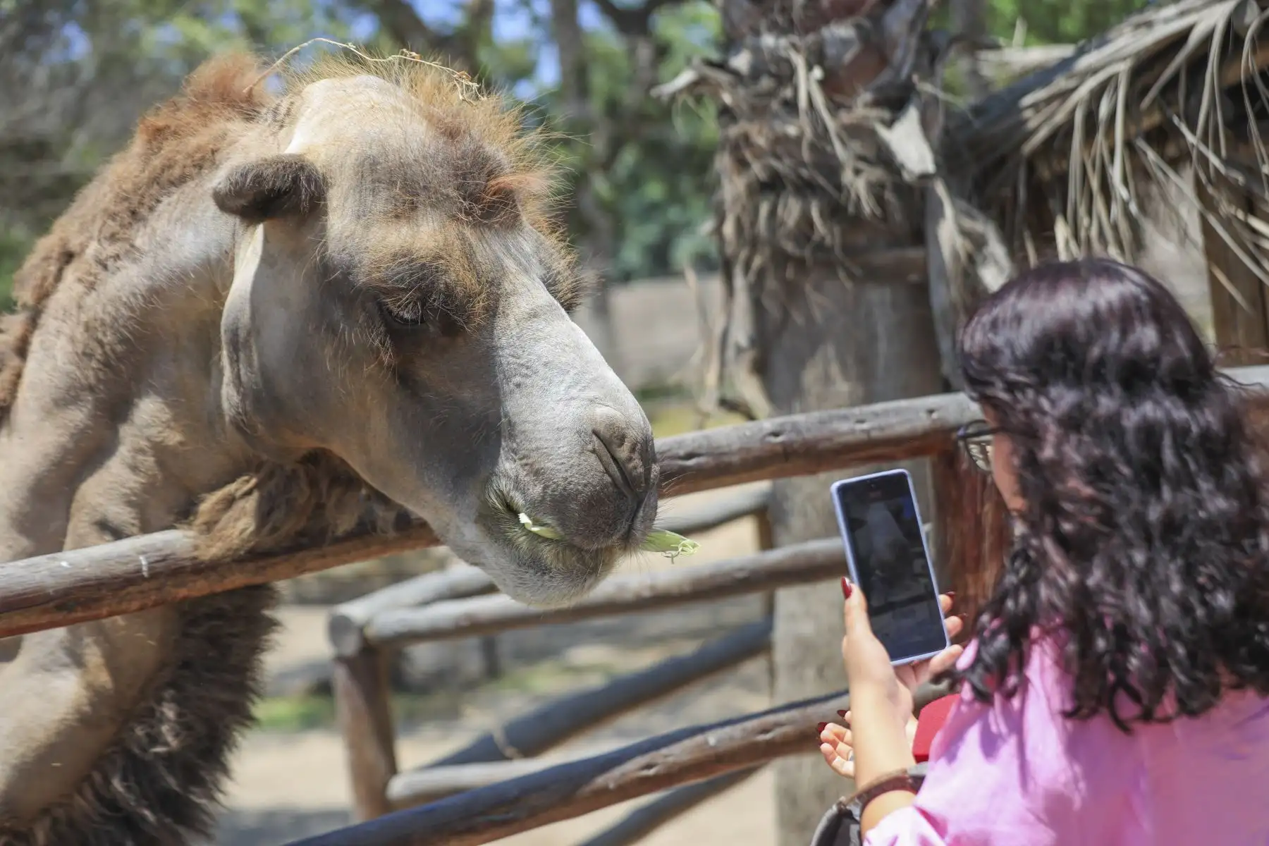 En vacaciones útiles se les ofrece talleres vivenciales, recorridos guiados, manejo y cuidado de los animales en sus ambientes, dinámicas de integración y juegos recreativos.  Foto: ANDINA/Ricardo Cuba