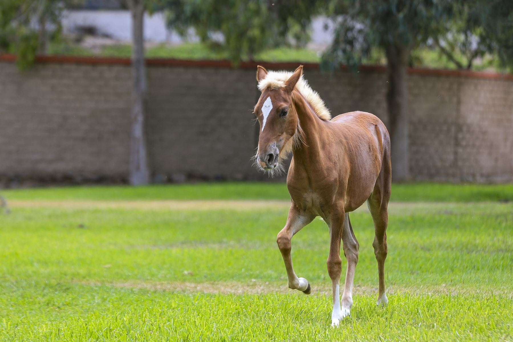 El Parque de las Leyendas anuncia su programa “Aventuras de verano 2026”, que ofrece a los niños experiencias y fomenta la conservación de la flora, fauna y nuestro patrimonio arqueológico. Foto: ANDINA/Ricardo Cuba