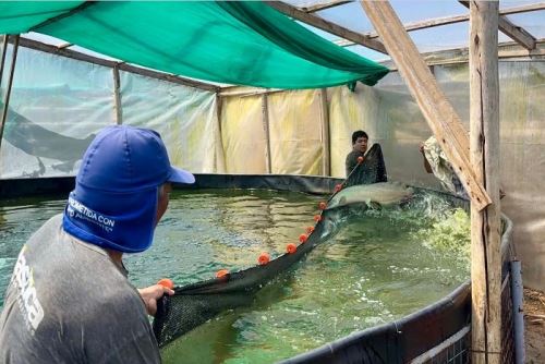 Gracias a este proceso, se logró adaptar el cultivo del paiche a las condiciones medioambientales de Lambayeque, alcanzando ejemplares de hasta 10 kilos de peso promedio en solo un año.