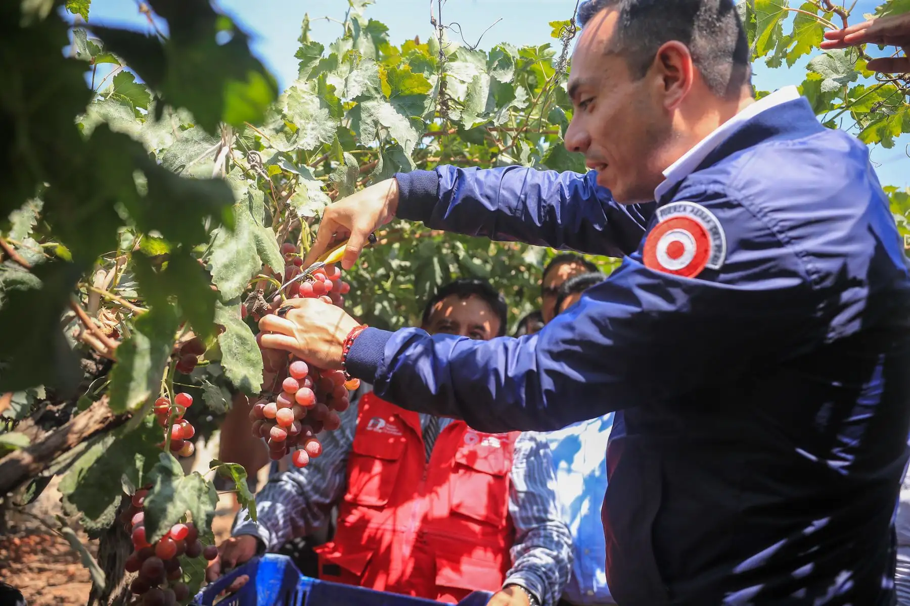 Como parte de su agenda de trabajo en la región, el mandatario realizó una inspección al CITE Agroindustrial de Ica junto al ministro de la Producción, César Quispe Luján. Durante el recorrido, cosechó racimos de uva y recibió una explicación técnica sobre su industrialización. La visita incluyó áreas agrícolas, laboratorios, zona alimentaria y la planta piloto, donde se impulsa el valor agregado de productos emblemáticos como el pisco y otros destilados. Foto: ANDINA/Prensa Presidencia
