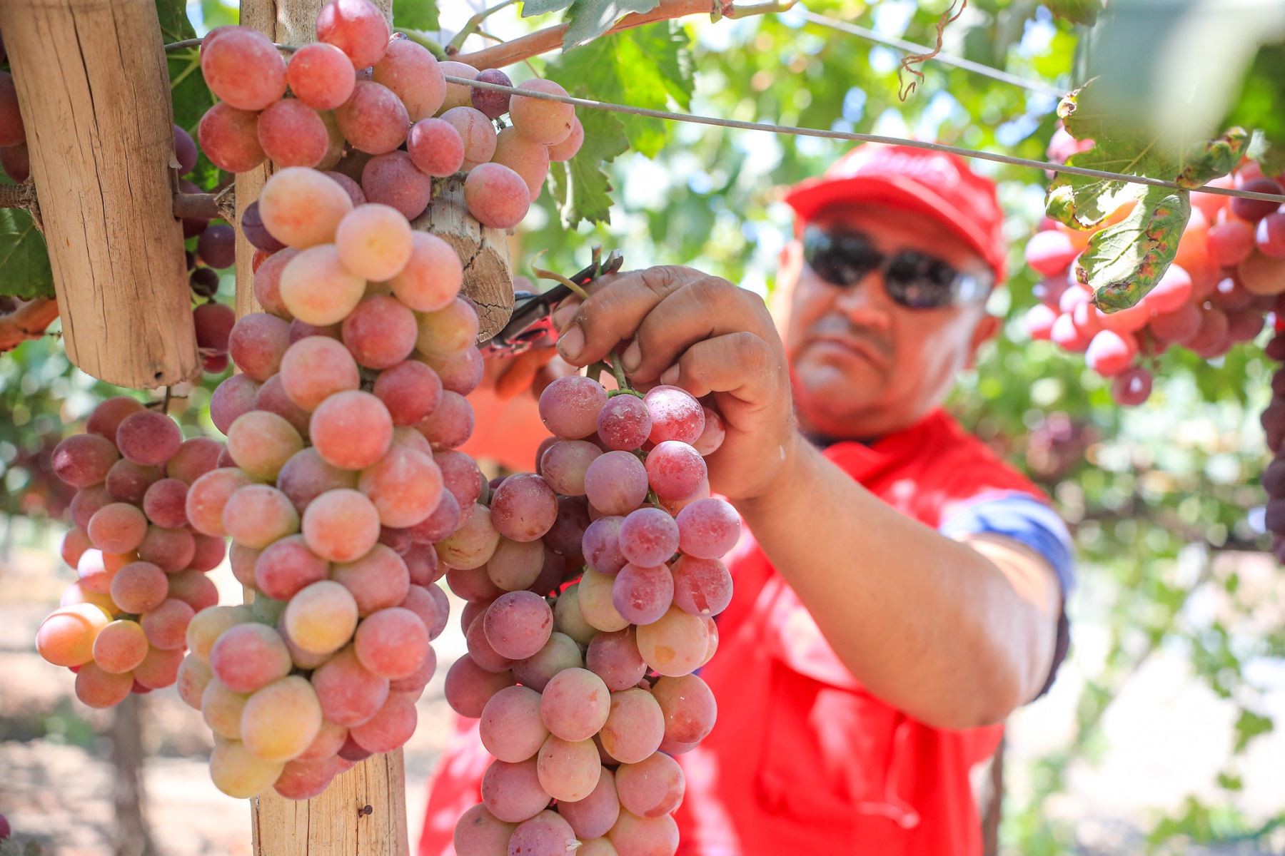 Como parte de su agenda de trabajo en la región, el mandatario realizó una inspección al CITE Agroindustrial de Ica junto al ministro de la Producción, César Quispe Luján. Durante el recorrido, cosechó racimos de uva y recibió una explicación técnica sobre su industrialización. La visita incluyó áreas agrícolas, laboratorios, zona alimentaria y la planta piloto, donde se impulsa el valor agregado de productos emblemáticos como el pisco y otros destilados. Foto: ANDINA/Prensa Presidencia