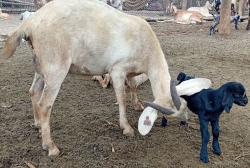 Mediante la metodología de inseminación artificial, el Instituto Nacional de Innovación Agraria (INIA) del Ministerio de Desarrollo Agrario y Riego (Midagri) logró el nacimiento de 29 nuevas crías de cabra con alta calidad genética en favor de productores de los distritos de Sunampe y Alto Larán, de la provincia de Chincha, departamento de Ica.