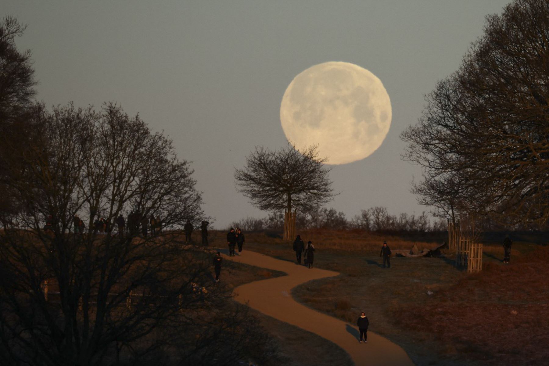 La superluna Wolf se pone, vista desde Richmond Park, al suroeste de Londres, temprano en la mañana del 3 de enero de 2026. (Foto de Henry NICHOLLS / AFP)