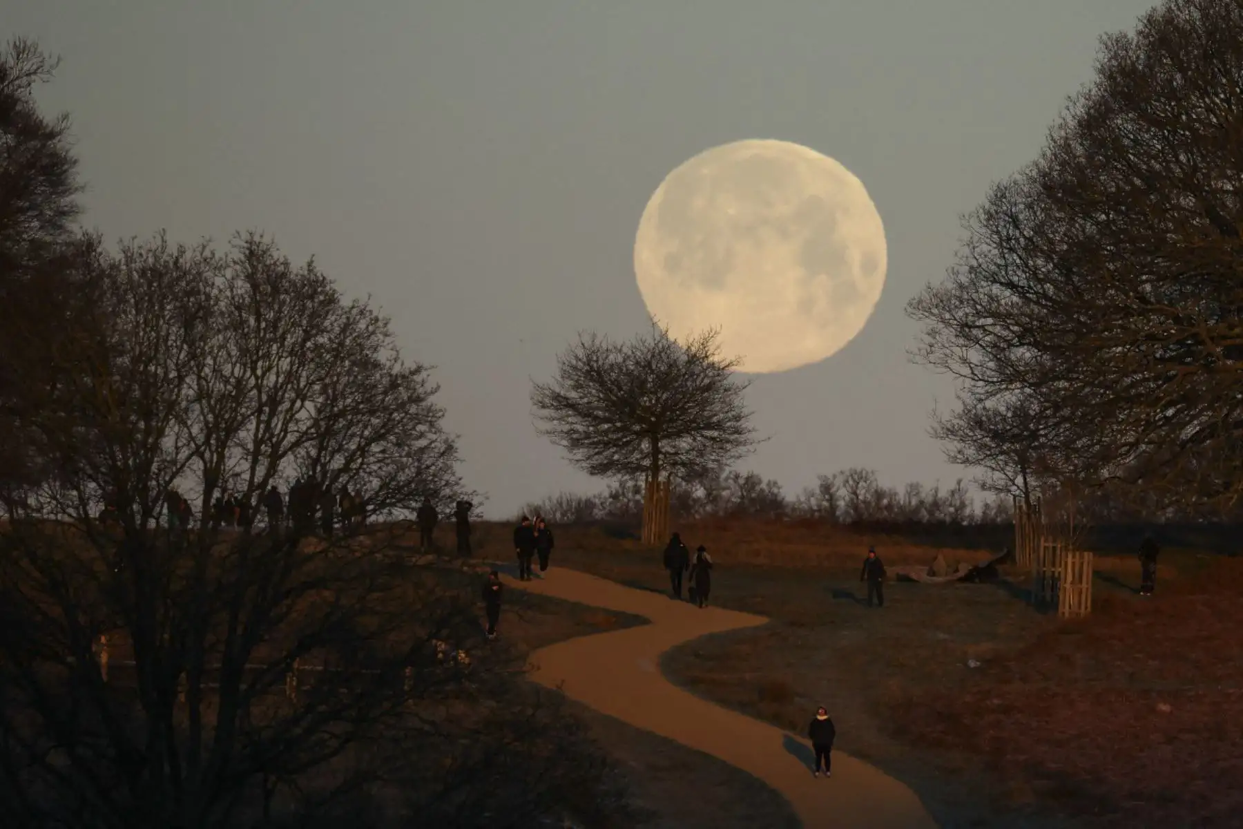 La superluna Wolf se pone, vista desde Richmond Park, al suroeste de Londres, temprano en la mañana del 3 de enero de 2026. (Foto de Henry NICHOLLS / AFP)