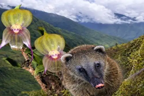 El Minam se comprometió a apoyar la protección de la flora y la fauna de Huancavelica. Imagen: Gore Huancavelica/Difusión.