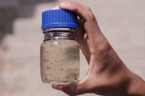 El dengue es una enfermedad infecciosa transmitida por el zancudo "Aedes aegypti". Foto: ANDINA/Difusión