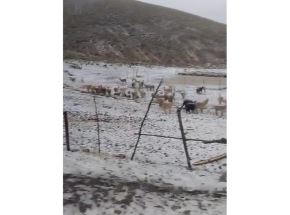 Una fuerte granizada registrada en el distrito de Totos, ubicado en la provincia ayacuchana de Cangallo, ocasionó la muerte de alpacas y daños en los cultivos agrícolas de diversas comunidades de esta jurisdicción. ANDINA/Difusión