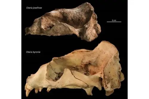 Comparación entre los cráneos de "Otaria josefinae" (holotipo) y "Otaria byronia" (macho adulto) a escala 5 cm. Crédito: Leonardo Hostos-Olivera