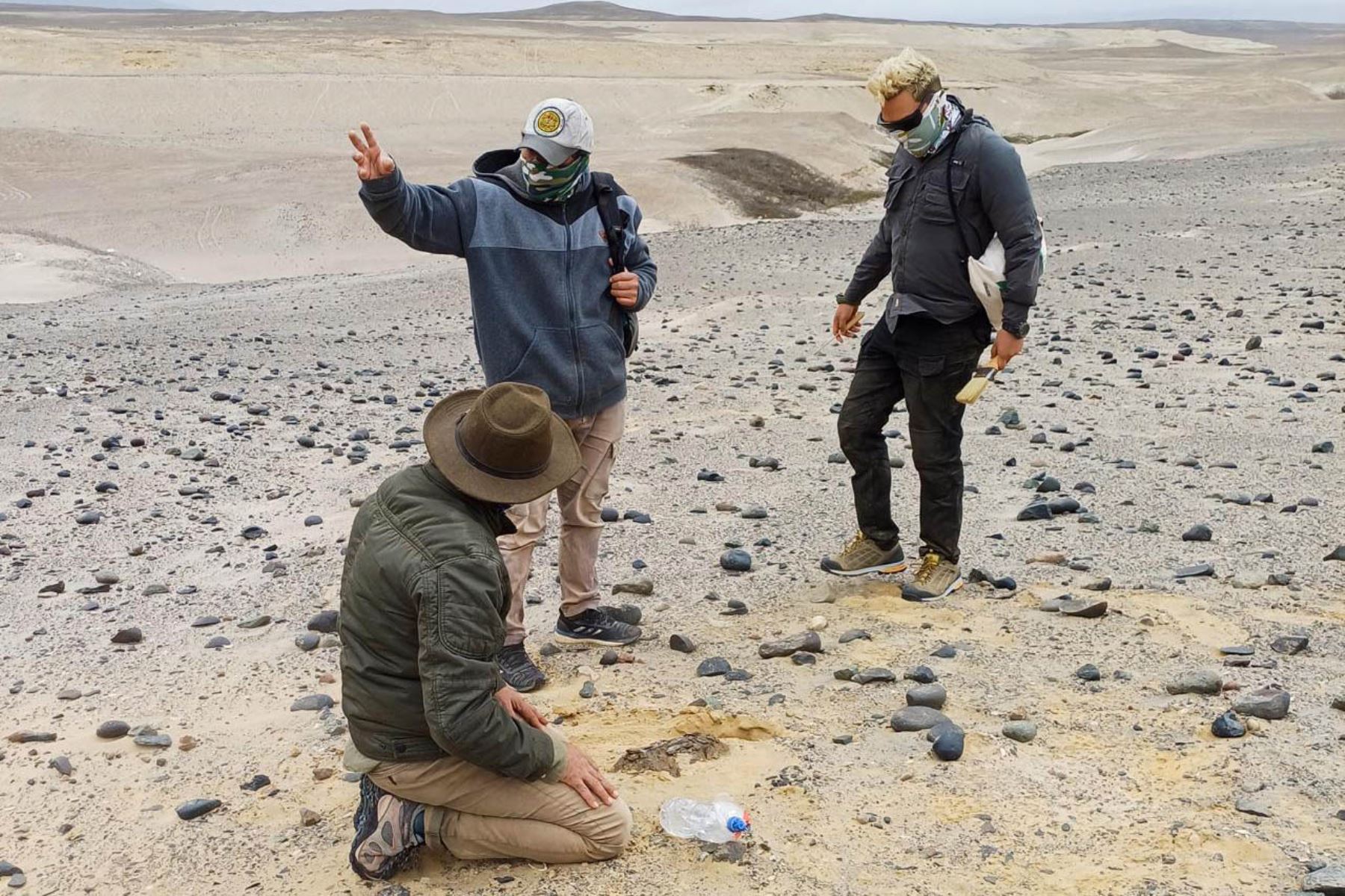 La investigación fue desarrollada por especialistas peruanos y forma parte de un proyecto científico que busca reconstruir la historia del ecosistema marino del Pacífico sudeste, vinculando el pasado geológico con los desafíos actuales de conservación. Foto: ANDINA/Difusión