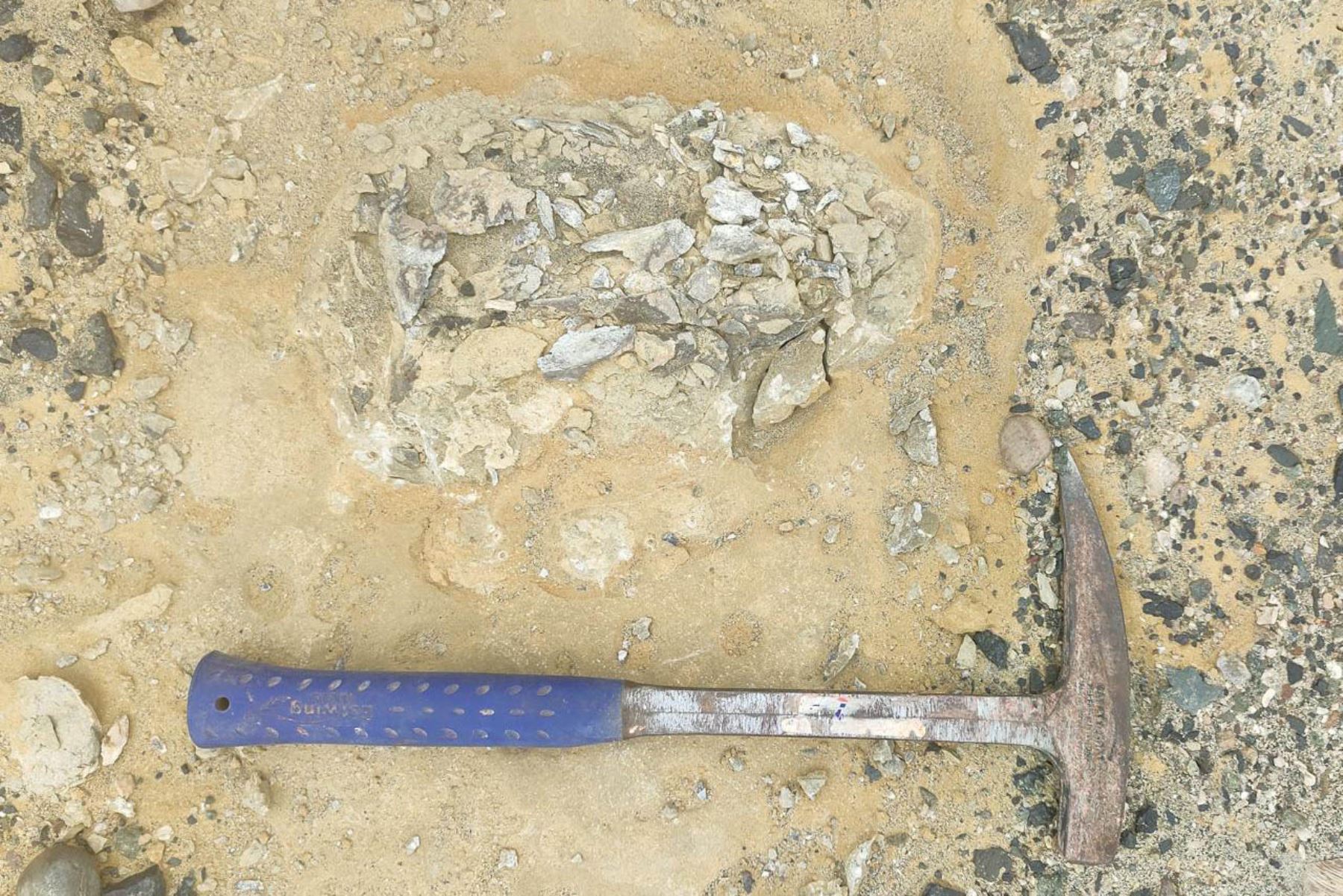 El estudio determinó que esta nueva especie es pariente cercana del lobo marino chusco actual, lo que aporta información clave sobre el origen del linaje que habita hoy la costa peruana. Foto: ANDINA/Difusión