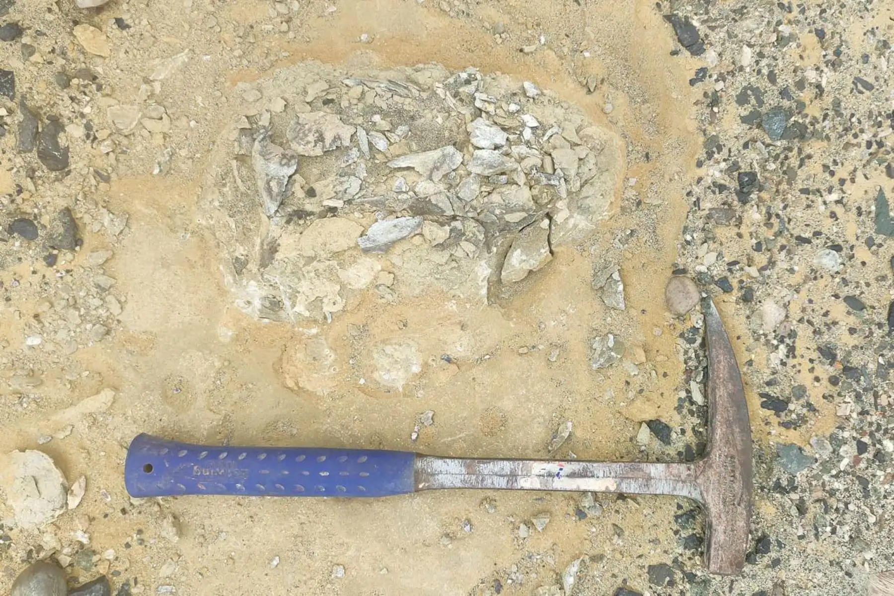 El estudio determinó que esta nueva especie es pariente cercana del lobo marino chusco actual, lo que aporta información clave sobre el origen del linaje que habita hoy la costa peruana. Foto: ANDINA/Leonardo Hostos-Olivera