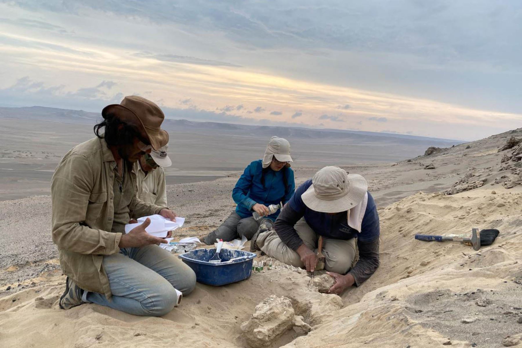 Los restos provienen de las formaciones Caracoles y Pongo, depósitos sedimentarios del Plio-Pleistoceno en Sacaco, una zona reconocida internacionalmente por documentar millones de años de evolución marina. Foto: ANDINA/Difusión