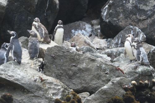 En el Perú, la población del pingüino de Humboldt se distribuye desde la Isla Foca (Piura) hasta Punta Coles (Moquegua). Foto: SERFOR/Difusión.