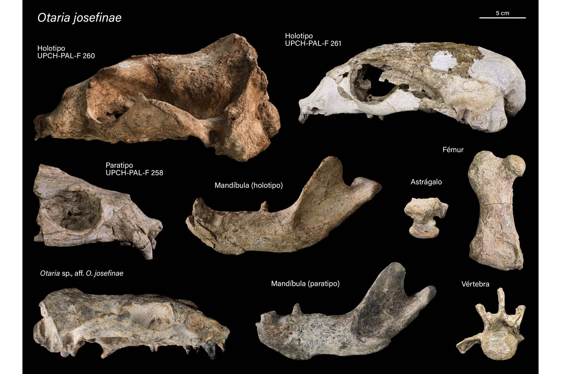 El desierto de Sacaco, en Arequipa, volvió a sorprender a la ciencia con el hallazgo de Otaria josefinae, una nueva especie de lobo marino de entre 2.7 y 1.4 millones de años de antigüedad. El descubrimiento, basado en fósiles excepcionalmente conservados, permite comprender mejor la evolución y diversificación de los lobos marinos en el hemisferio sur y confirma el enorme valor paleontológico de este yacimiento peruano. Foto: ANDINA/Leonardo Hostos-Olivera