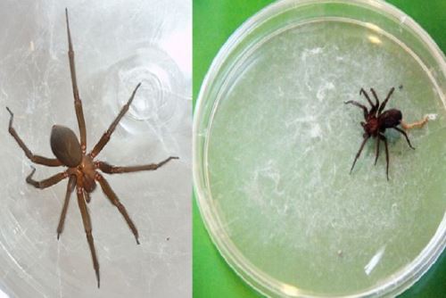 El venenor de la araña casera puede causar graves daños a la salud si no se recibe atención médica oportuna. Foto: Minsa