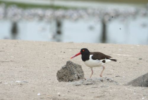 Serfor impulsa campaña para proteger a especies de la fauna marina.