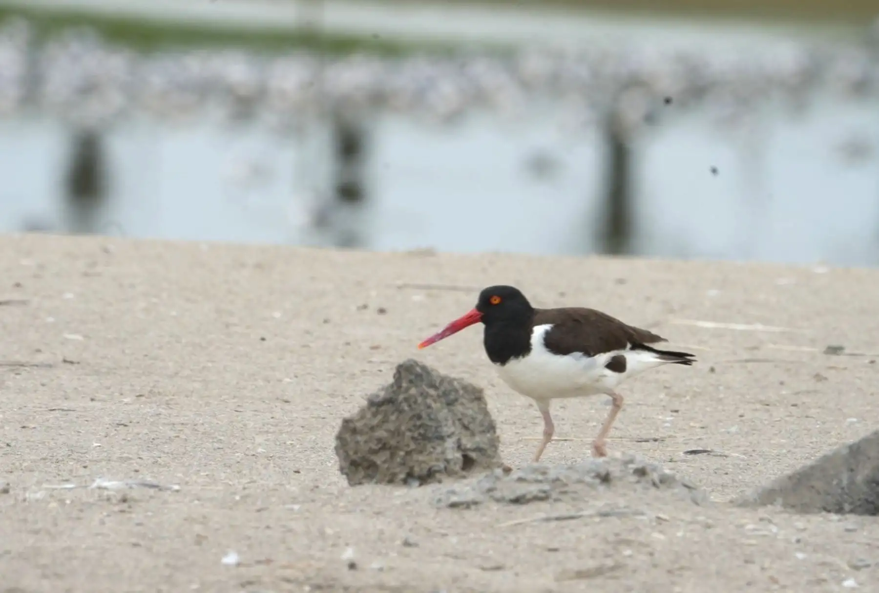 Serfor impulsa campaña para proteger a especies de la fauna marina.