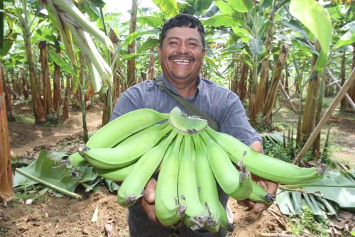 Banano peruano. Foto: Midagri