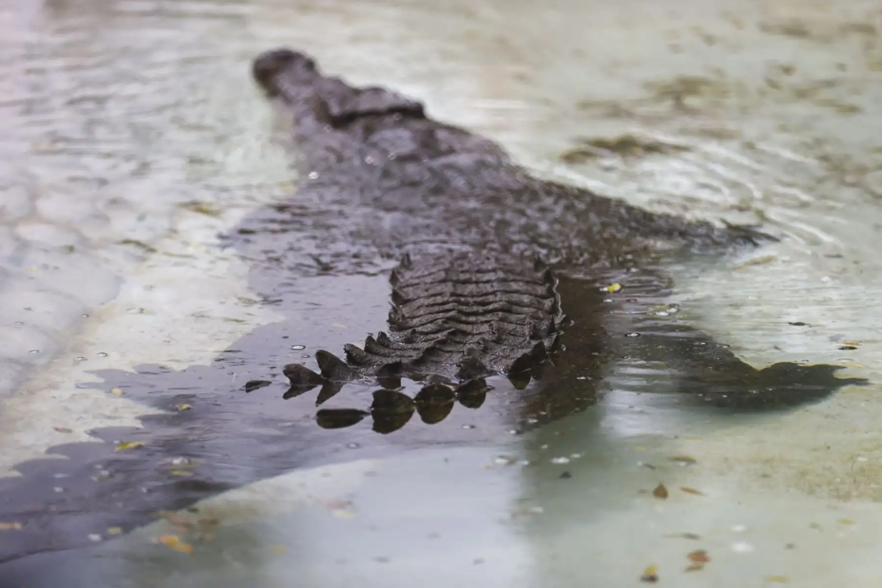 Naylamp, cocodrilo hembra nacido en 1927, cumple 99 años y se convierte en el animal más longevo del Parque de las Leyendas. Ese mismo año surgieron hitos como la invención de la televisión y la primera llamada telefónica internacional. Foto: ANDINA/ Juan Carlos Guzmán