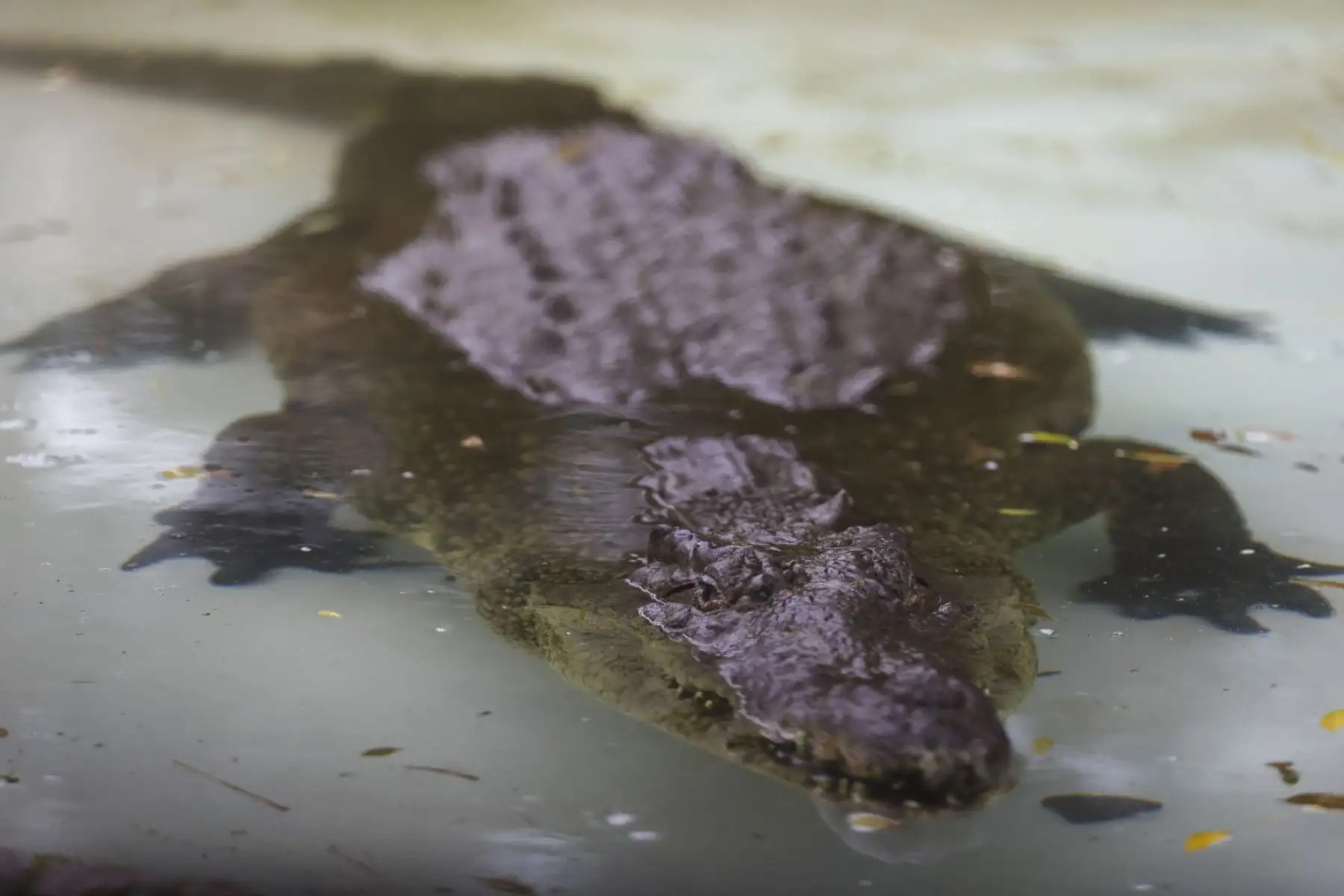 Naylamp, cocodrilo hembra nacido en 1927, cumple 99 años y se convierte en el animal más longevo del Parque de las Leyendas. Ese mismo año surgieron hitos como la invención de la televisión y la primera llamada telefónica internacional. Foto: ANDINA/ Juan Carlos Guzmán