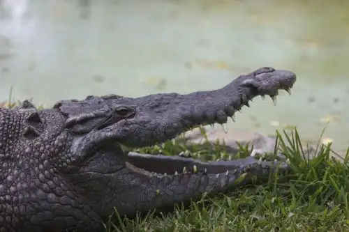 El animal más longevo del Parque de las Leyendas cumple 99 años: conoce cuál es y dónde visitarlo