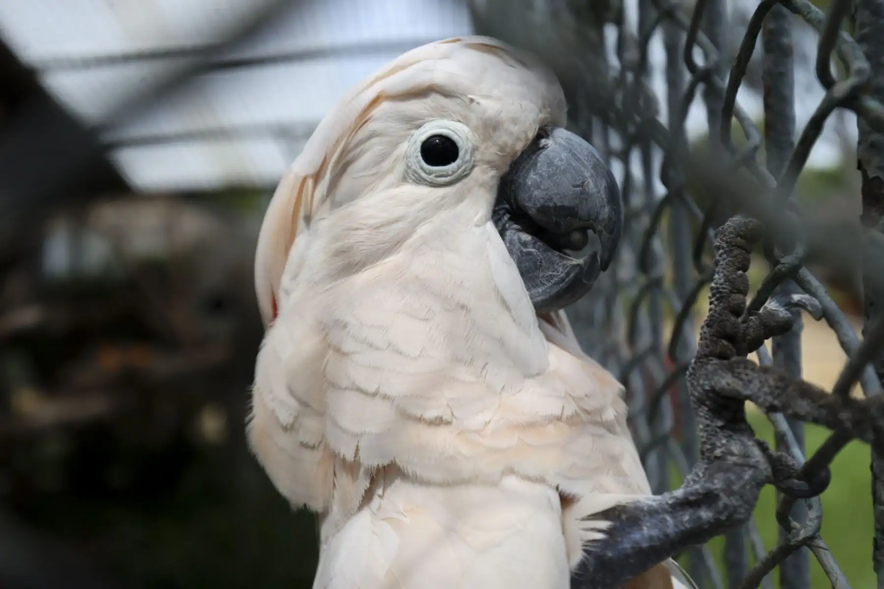 Loreno, una cacatúa macho de 42 años, cuya esperanza de vida en libertad ronda los 50 años, se mantiene activa gracias a ejercicios diarios y entrenamientos que facilitan sus controles veterinarios.   Foto: ANDINA/Juan Carlos Guzmán Negrini