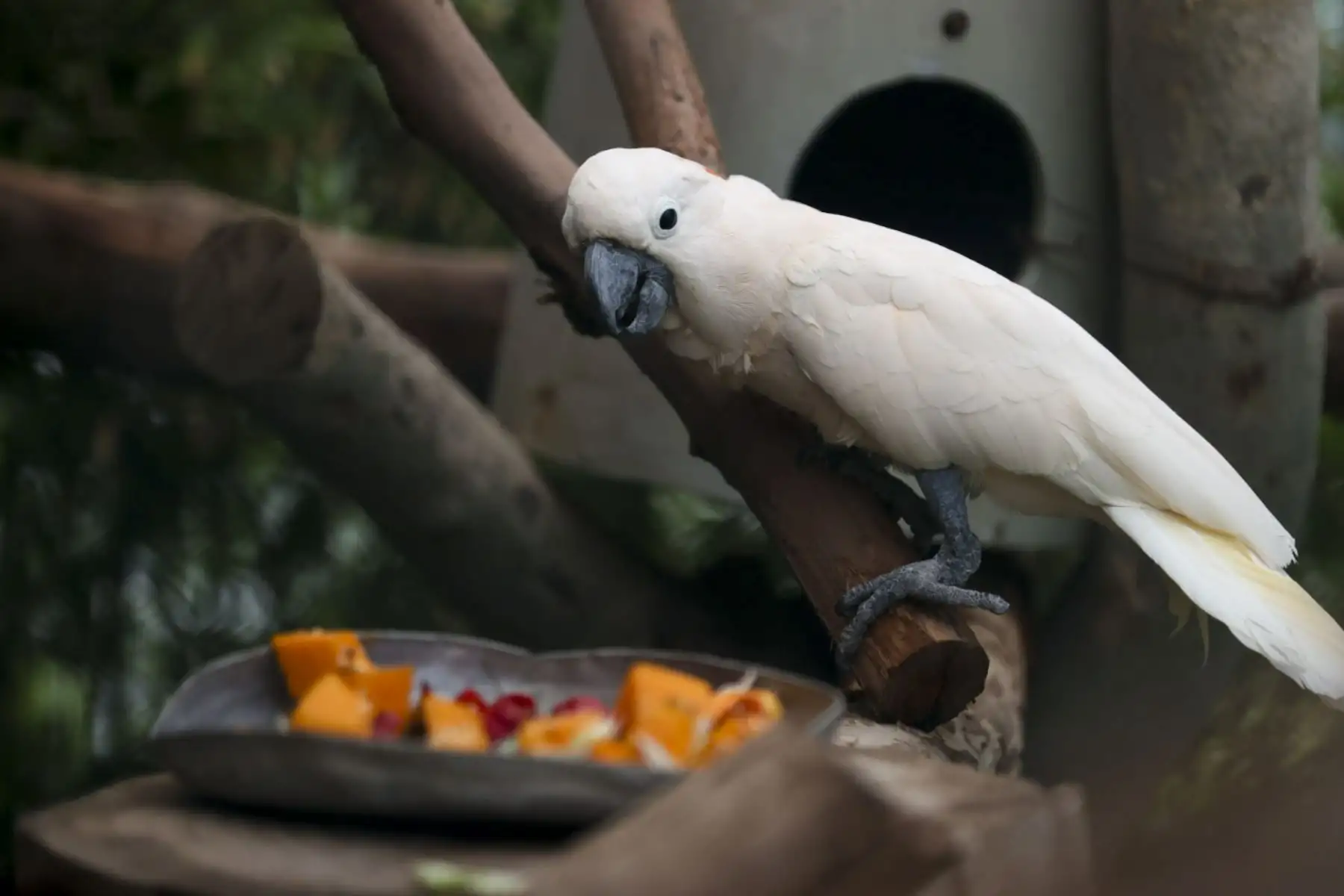 Loreno, una cacatúa macho de 42 años, cuya esperanza de vida en libertad ronda los 50 años, se mantiene activa gracias a ejercicios diarios y entrenamientos que facilitan sus controles veterinarios.   Foto: ANDINA/Juan Carlos Guzmán Negrini