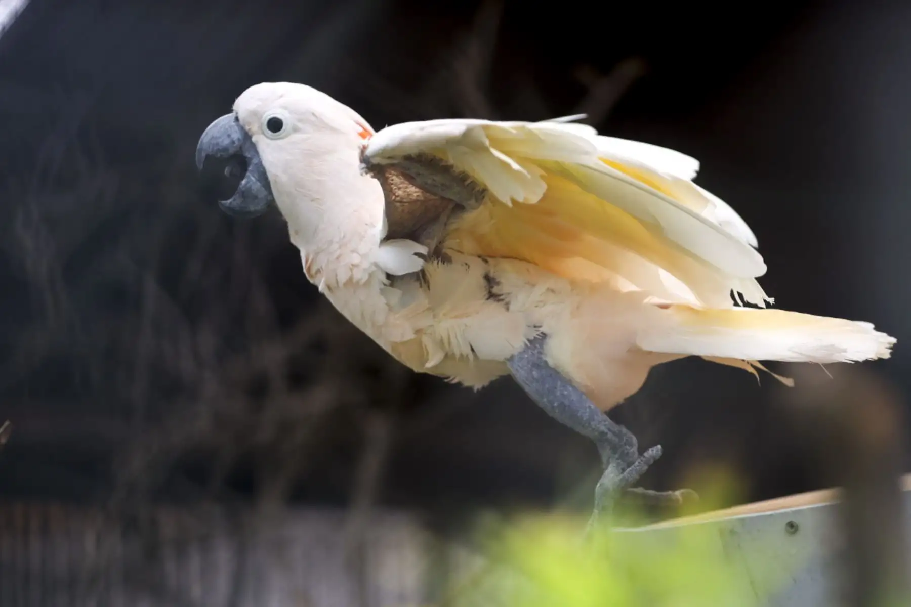 Loreno, una cacatúa macho de 42 años, cuya esperanza de vida en libertad ronda los 50 años, se mantiene activa gracias a ejercicios diarios y entrenamientos que facilitan sus controles veterinarios.   Foto: ANDINA/Juan Carlos Guzmán Negrini