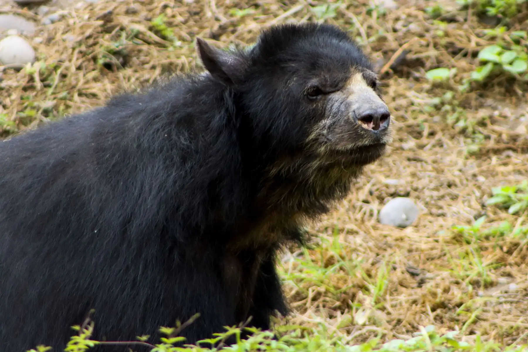 Con 26 años, Estrella supera la esperanza de vida de la osa de anteojos, que raramente llega a los 20 en libertad. Presenta afecciones articulares propias de la edad y recibe atención veterinaria especializada. 

Foto: ANDINA/Juan Carlos Guzmán Negrini