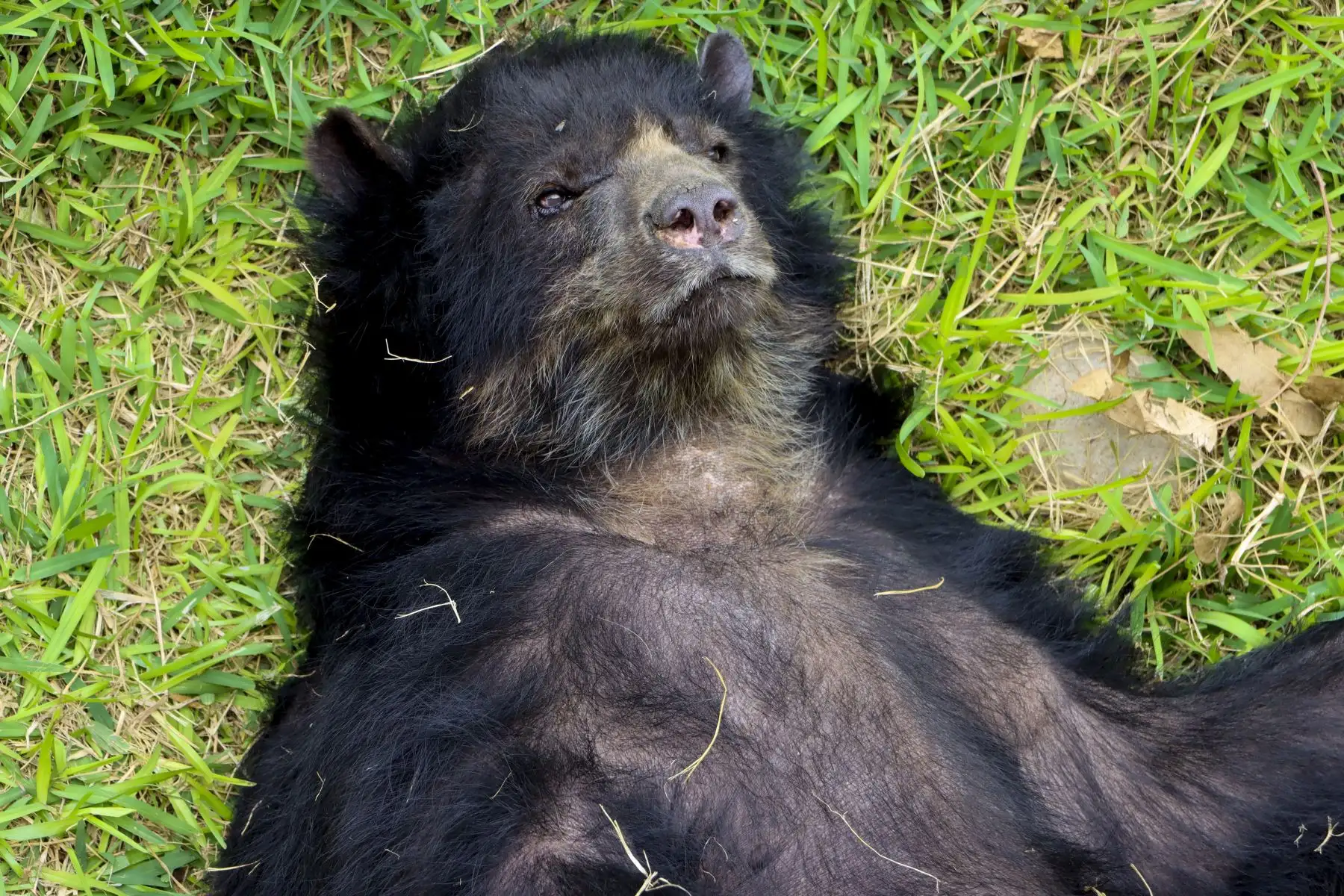 Con 26 años, Estrella supera la esperanza de vida de la osa de anteojos, que raramente llega a los 20 en libertad. Presenta afecciones articulares propias de la edad y recibe atención veterinaria especializada. 

Foto: ANDINA/Juan Carlos Guzmán Negrini