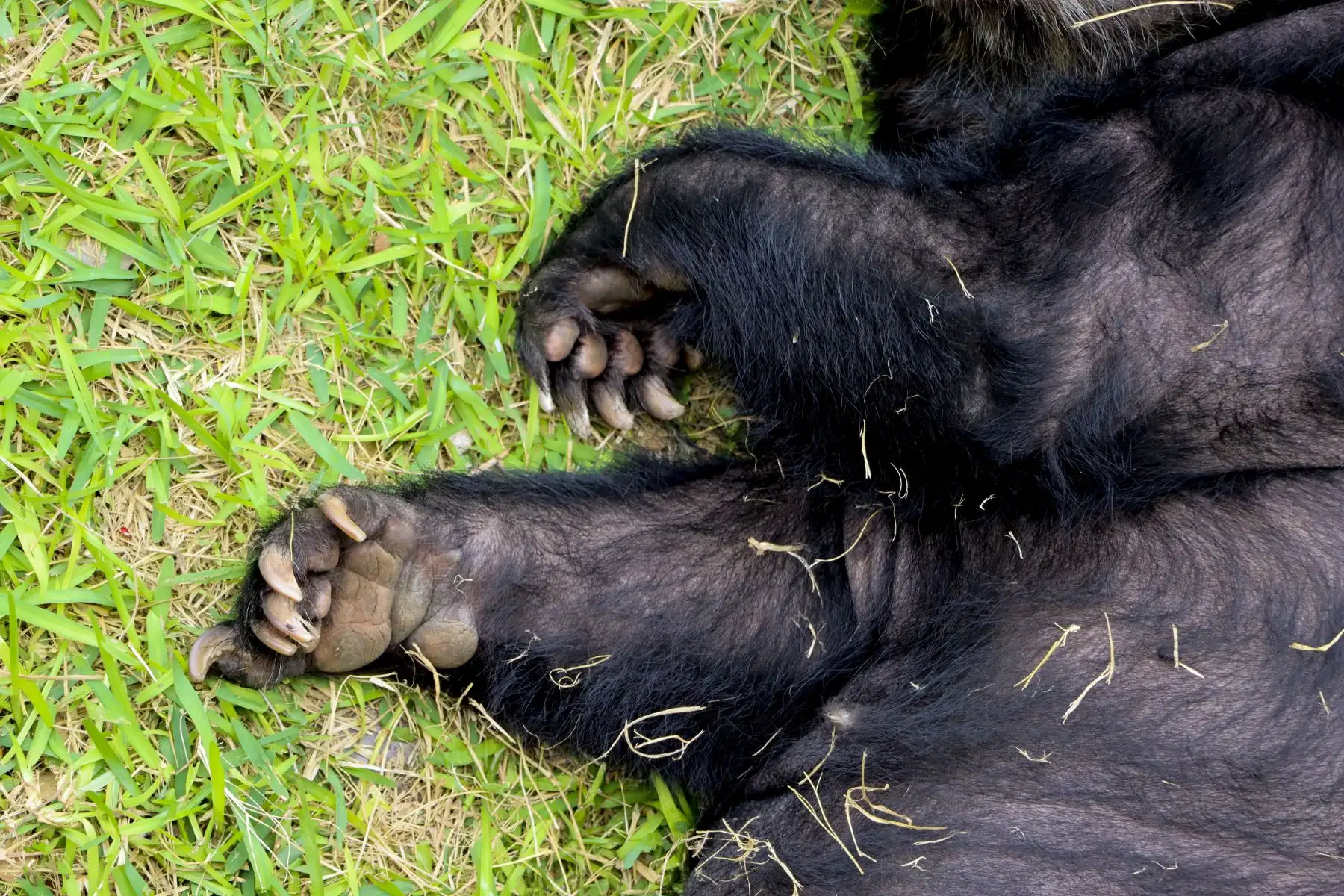 Con 26 años, Estrella supera la esperanza de vida de la osa de anteojos, que raramente llega a los 20 en libertad. Presenta afecciones articulares propias de la edad y recibe atención veterinaria especializada. 

Foto: ANDINA/Juan Carlos Guzmán Negrini