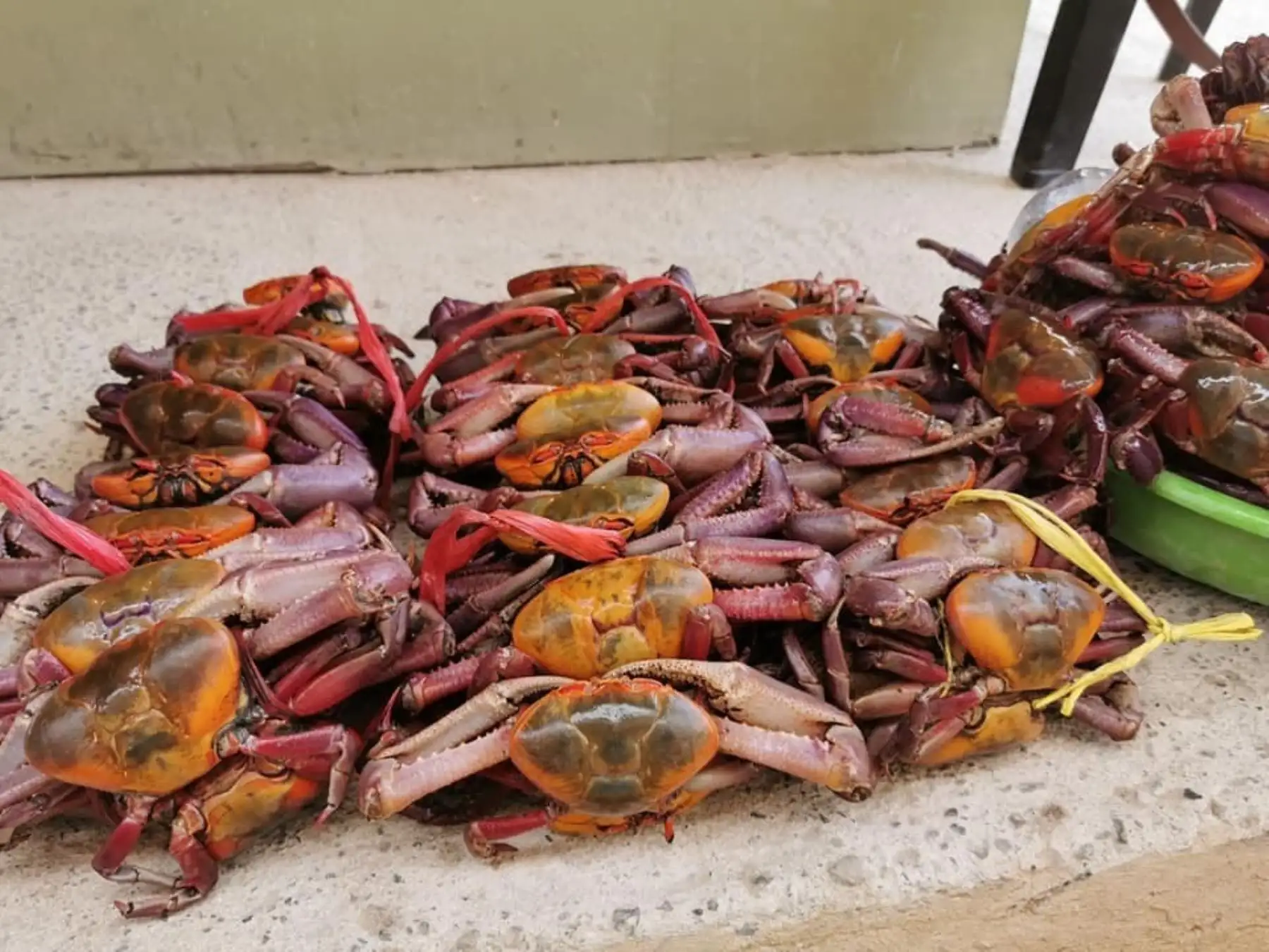 Desde hoy 15 de enero hasta el 28 de febrero estará vigente la veda reproductiv del cangrejo del mangla, una valiosa especie de Tumbes. ANDINA/Difusión