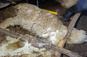 Pasco: por lluvias y nevada colapsa galpón y mueren 12 ovinos bajo escombros