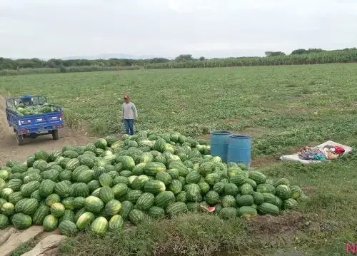 Piura evalúa impulsar el cultivo de sandía en lugar del banano para evitar propagación de hongo Fusarium que afecta a este producto emblemático de la región. ANDINA/Difusión