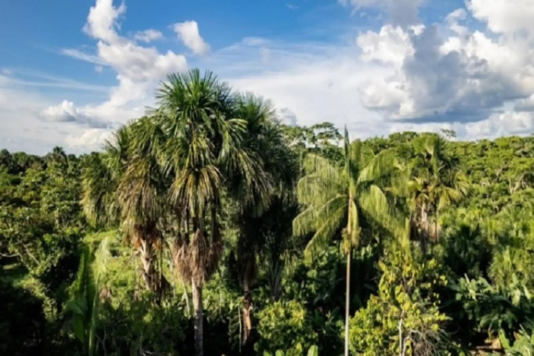 Japan supports Peru in strengthening Amazon forests and wetlands conservation